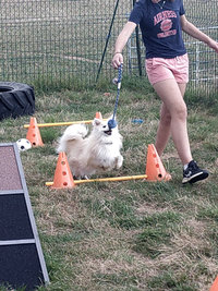 Sorties sur parcours des Chiens